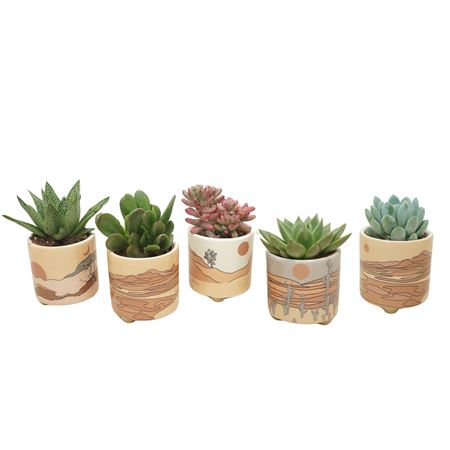 Succulent Mix Palm Mar