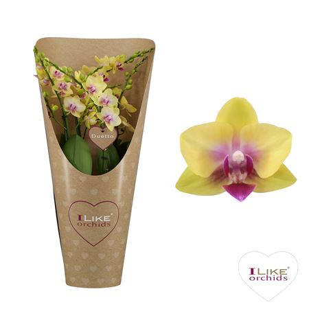 Phal 4/6st Duetto Spunky 60+ Potcover (levo)