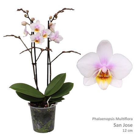 Phal Multi 2st San Jose