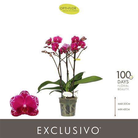 Phal 3st Exclusivo Asian Violin  25+ (opti)