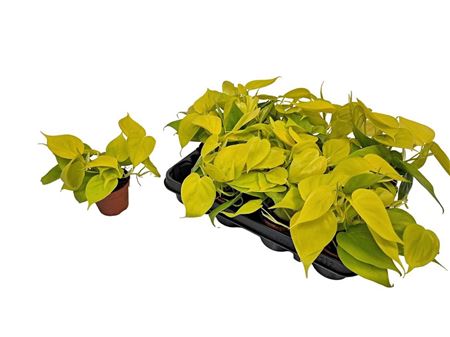 Philodendron Neon