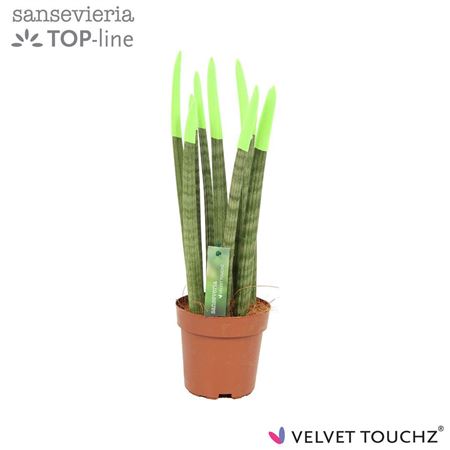 Sansevieria Velvet Touchz Green