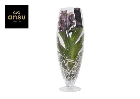 Vanda Champagne Brown