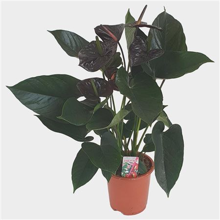 Anth An Jambo Black 4+