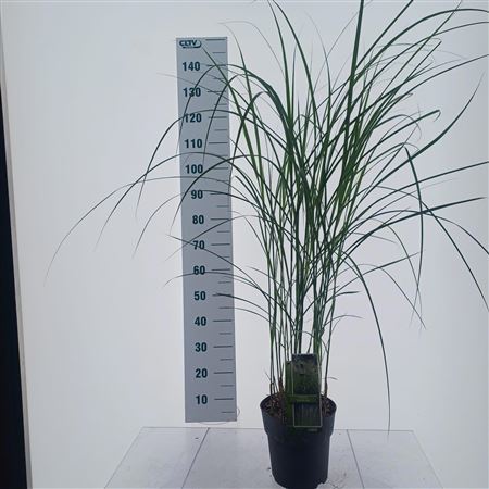 Miscanthus Sin Vanilla Sky
