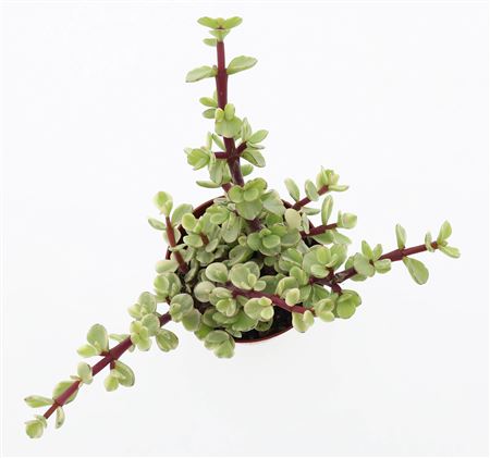 Portulacaria Afra Variegata