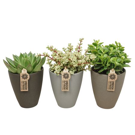Succulent Mix Vase