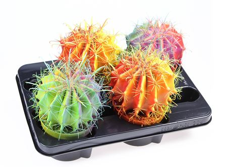 Ferocactus Chameleon