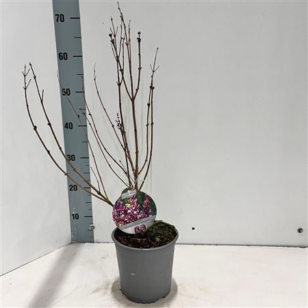 Syringa Meyeri Flowerfesta Purple