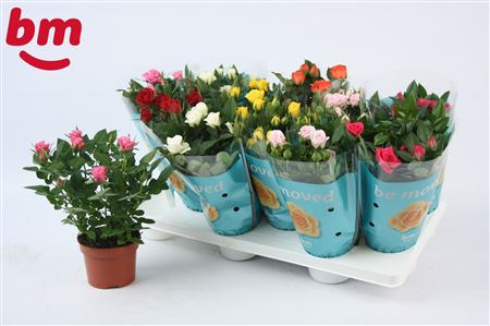 Rosa Beau Monde Mix 1 Red Plant
