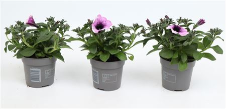 Petunia Famous Lavender Blush