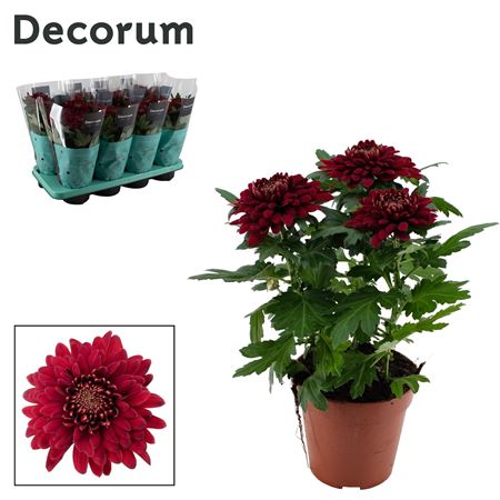 Chrys Zembla Red 3pp (decorum)