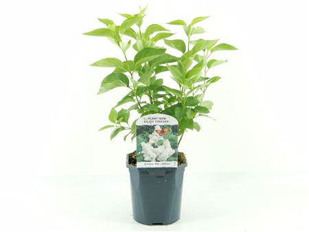 Syringa Vulg Mme Lemoine