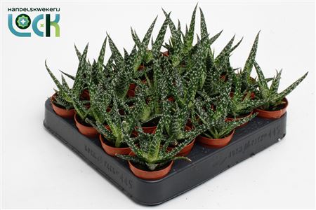 Aloe Jaco