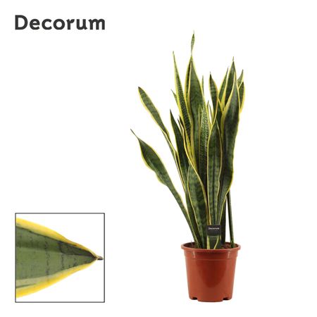 Sansevieria Laurentii (decorum)