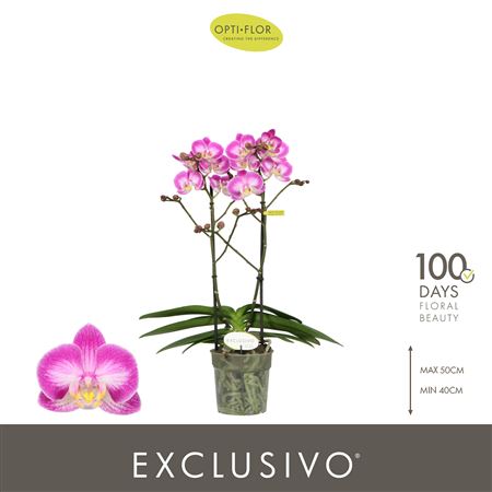 Phal 2st Exclusivo Cupido 18+ (opti)