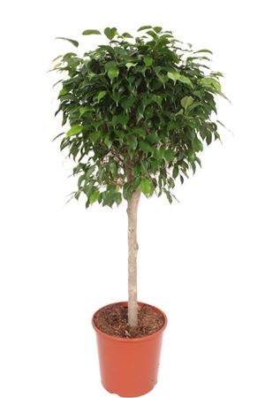 Ficus Columnar On Stem