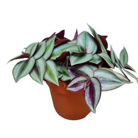 Tradescantia Zebrina