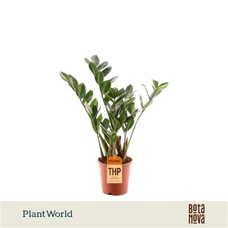 Zamioculcas 3-4