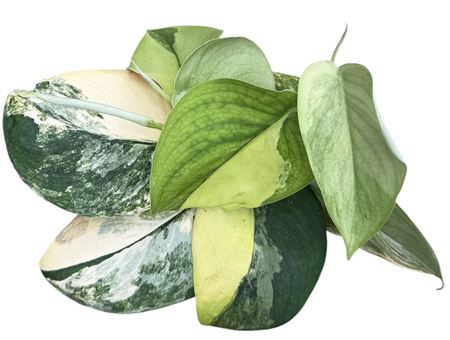 Scindapsus Jade Satin Aurea
