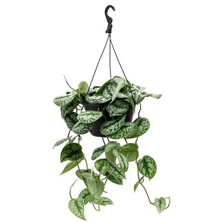 Scindapsus Pictus Trebie Hanging Pot