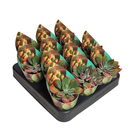 Echeveria Pulvinata Potcover