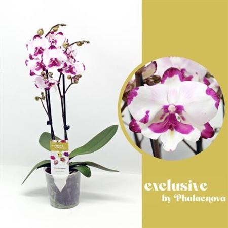 Phal 2st Emily 16+ (phalaenova)