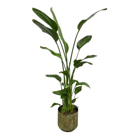 Strelitzia Nicolai 4pp In Pot Lian Copper Green