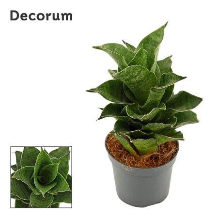 Sansevieria Mahanakorn (dec)