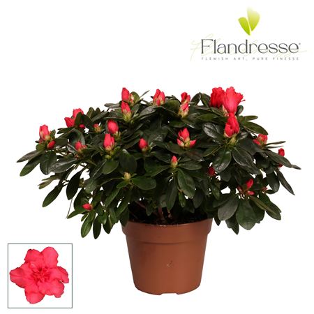Azalea Red Flandresse
