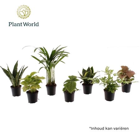 Plant Mix Keen On Green Mix (decorum)
