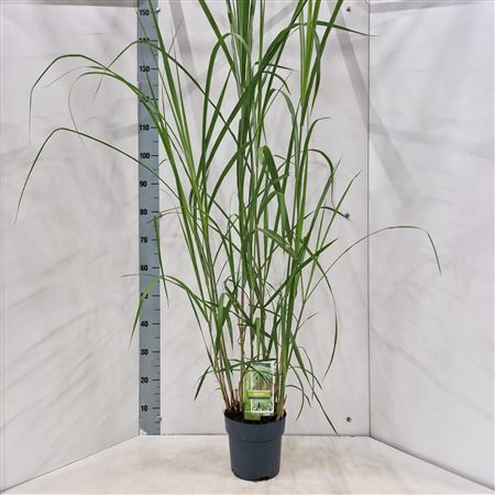Miscanthus Sin Giganteus