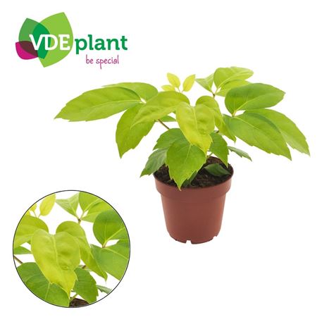 Schefflera Amate Golden