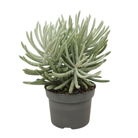Senecio Scaposus