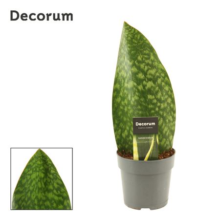 Sansevieria Masoniana Green (decorum)