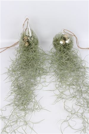 Tillandsia In Ovaal En Bol Glas