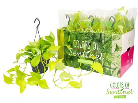 Epipremnum Golden Pothos Hang