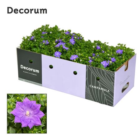 Campanula Iso Dublin Blue Showbox (decorum)