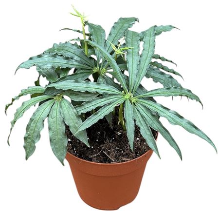 Anthurium Polyschistum