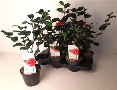 Камелия Яп Леди Кэмпбелл 5+