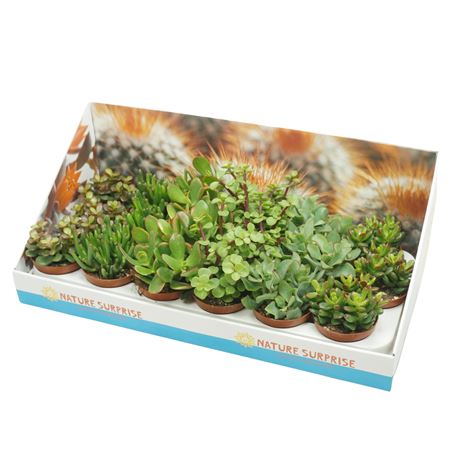 Crassula Mix Showbox