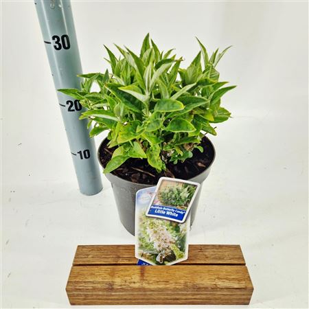 Buddleja Dav Little White (butterfly Candy)