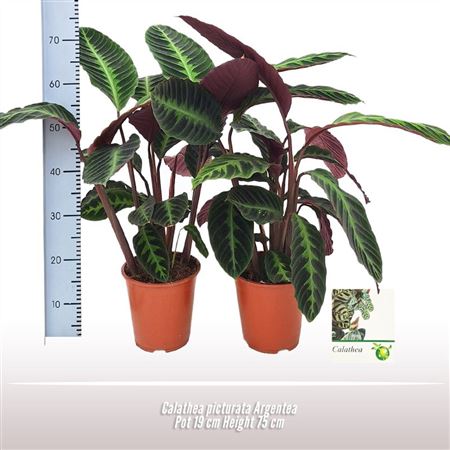 Calathea Picturata Argentea