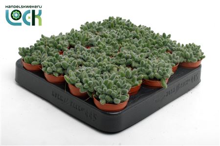 Delosperma Echinatum Tanz