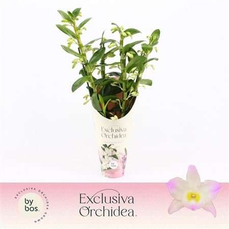 Dendr Nob Kumiko 4st Exclusiva Orchi