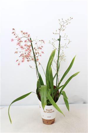 Oncidium 2st Rosy Sunset