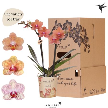 Phal 2st Orange 22+ No Sleeve (ok)