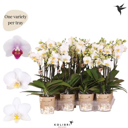 Phal 3st White Big Flowers 40+ (ok)