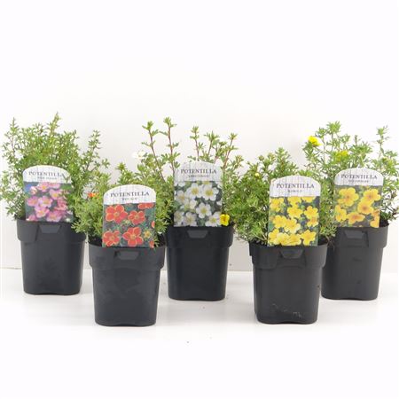 Potentilla Fruticosa Mix
