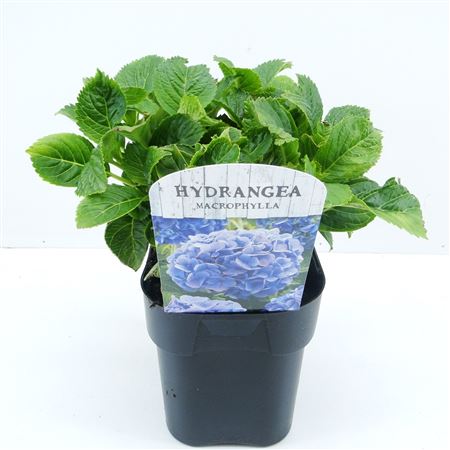 Hydrangea Ma Blue